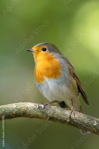closeup of small Robin bird