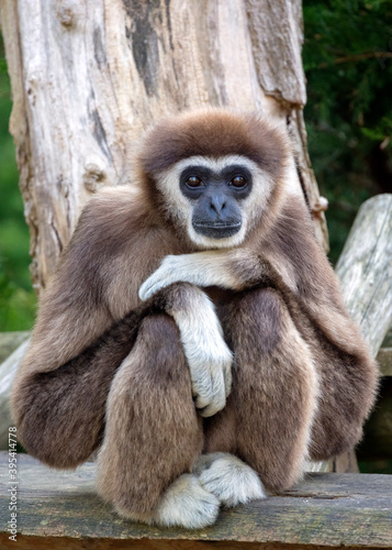 lar gibbon (Hylobates lar), also known as the white-handed gibbon © Edwin Butter