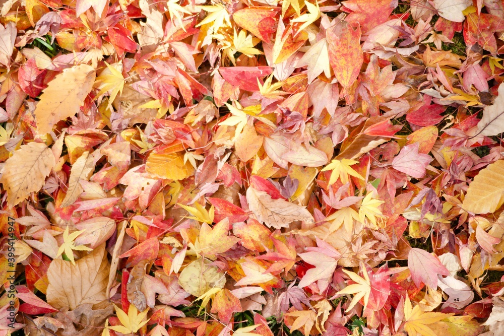 紅葉 紅葉