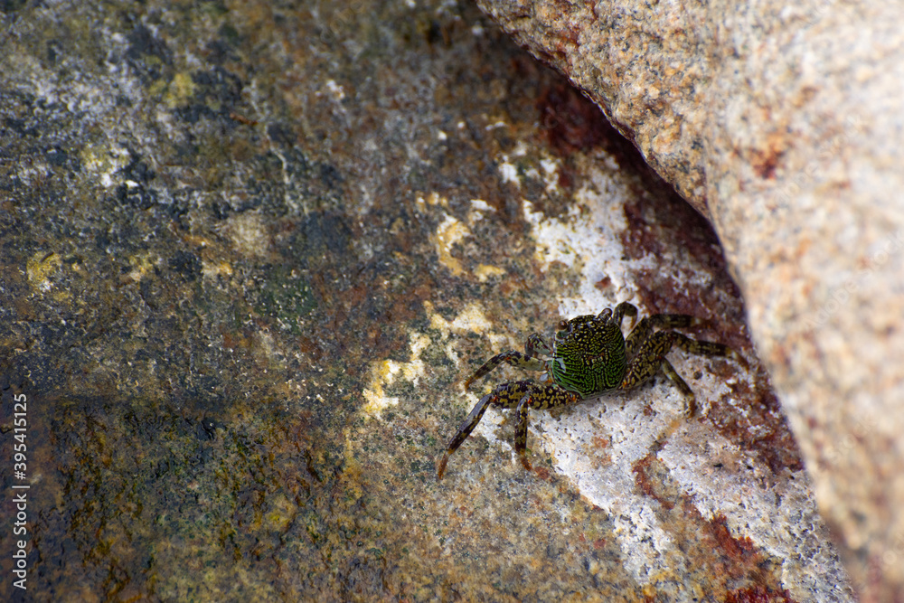 Crab retreating into a crevasse 