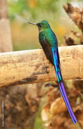 Photos Violet-tailed Sylph (Aglaiocercus coelestis) Ecuador