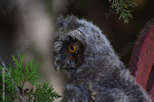 Baby owl side closeup