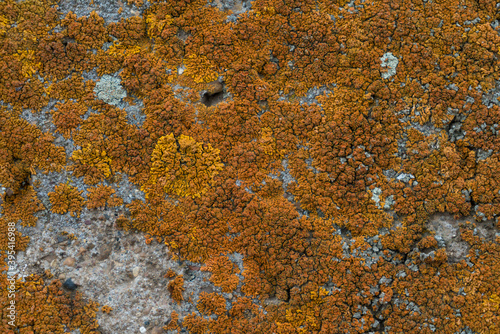 Petrified orange moss on a stone close-up. background texture