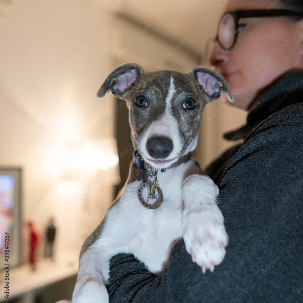 Puppy whippet in the arms