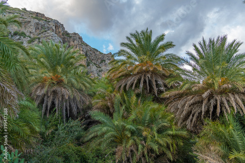 Gorgeous palm tree glade, Preveli beach (aka., Palm Beach), Southern Crete, Greece. Located at the mouuth of the Megas river, Kourtaliotiko gorge.