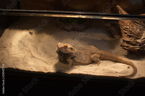 Lizard in his tank