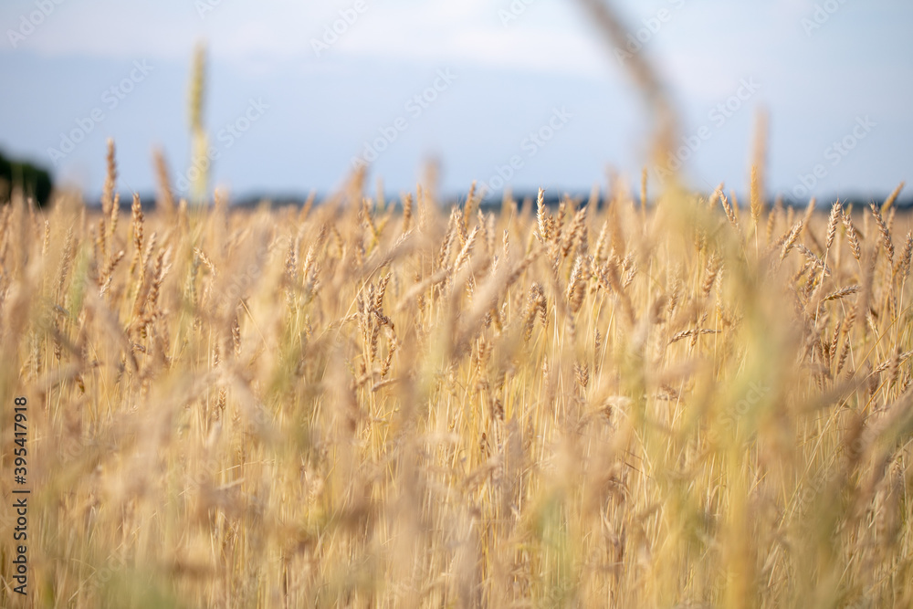 Fototapeta premium Picturesque mature, golden-brown field, yellow wheat at sunset. Grain harvest in summer.