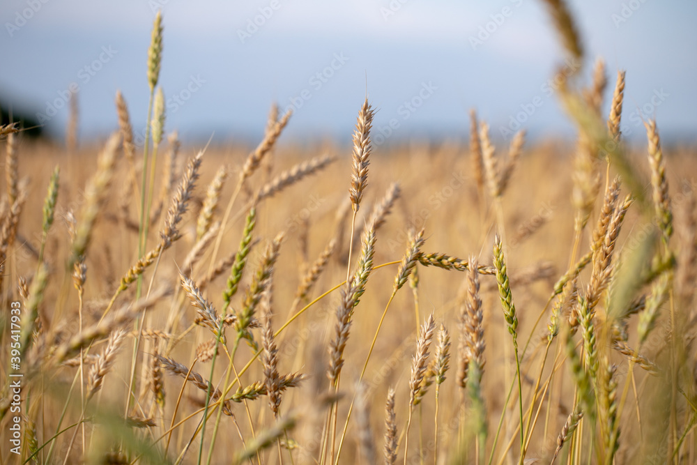 Wheat field. Ears of golden wheat close up. Beautiful Nature Sunset Landscape. Rural Scenery under Shining Sunlight. Background of ripening ears of wheat field. Rich harvest Concept. Label art design Wheat field. Ears of golden wheat close up. Beautiful Nature Sunset Landscape. Rural Scenery under Shining Sunlight. Background of ripening ears of wheat field. Rich harvest Concept. Label art design