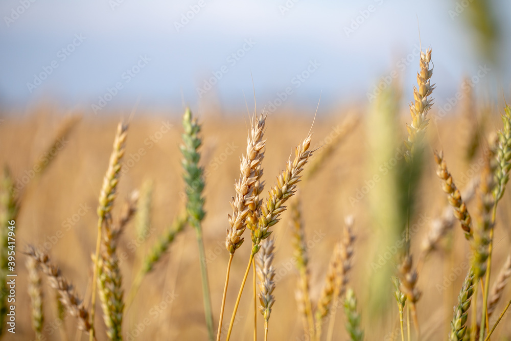 Wheat field. Ears of golden wheat close up. Beautiful Nature Sunset Landscape. Rural Scenery under Shining Sunlight. Background of ripening ears of wheat field. Rich harvest Concept. Label art design