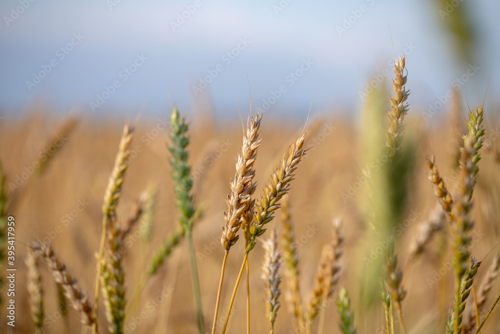 Wheat field. Ears of golden wheat close up. Beautiful Nature Sunset Landscape. Rural Scenery under Shining Sunlight. Background of ripening ears of wheat field. Rich harvest Concept. Label art design Wheat field. Ears of golden wheat close up. Beautiful Nature Sunset Landscape. Rural Scenery under Shining Sunlight. Background of ripening ears of wheat field. Rich harvest Concept. Label art design