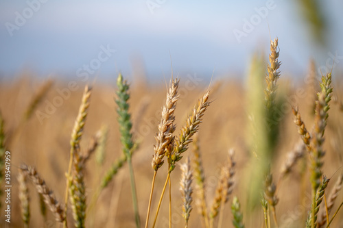Wheat field. Ears of golden wheat close up. Beautiful Nature Sunset Landscape. Rural Scenery under Shining Sunlight. Background of ripening ears of wheat field. Rich harvest Concept. Label art design © Semachkovsky 