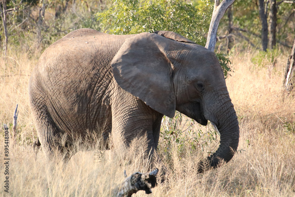 Fototapeta premium african elephant at kruger national park
