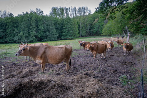 Heiligenstein  France - 09 01 2020  Herd of Jersey cows in a field