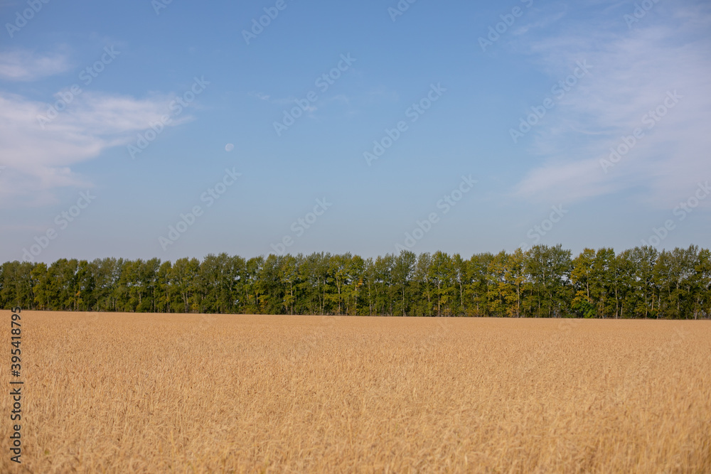 Wheat field. Ears of golden wheat. Beautiful Nature Sunset Landscape. Rural Scenery under Shining Sunlight. Background of ripening ears of wheat field. Rich harvest Concept. Label art design Wheat field. Ears of golden wheat. Beautiful Nature Sunset Landscape. Rural Scenery under Shining Sunlight. Background of ripening ears of wheat field. Rich harvest Concept. Label art design
