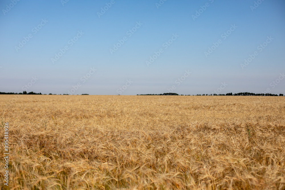 Wheat field. Ears of golden wheat. Beautiful Nature Sunset Landscape. Rural Scenery under Shining Sunlight. Background of ripening ears of wheat field. Rich harvest Concept. Label art design