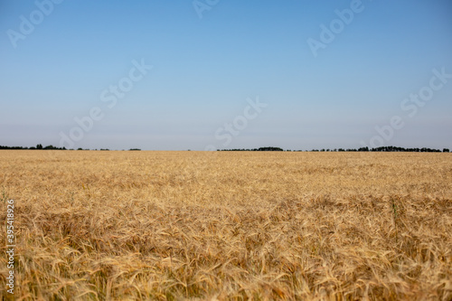 Wheat field. Ears of golden wheat. Beautiful Nature Sunset Landscape. Rural Scenery under Shining Sunlight. Background of ripening ears of wheat field. Rich harvest Concept. Label art design
