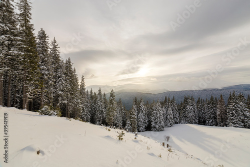 Beautiful winter mountain landscape. Tall dark green spruce trees covered with snow on mountain peaks and cloudy sky background. © bilanol