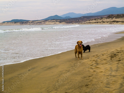 golden retriever mojado