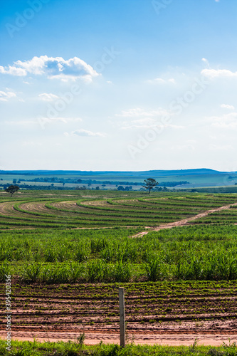 Beautiful rural plantation of sugar cane. Farm field concept image
