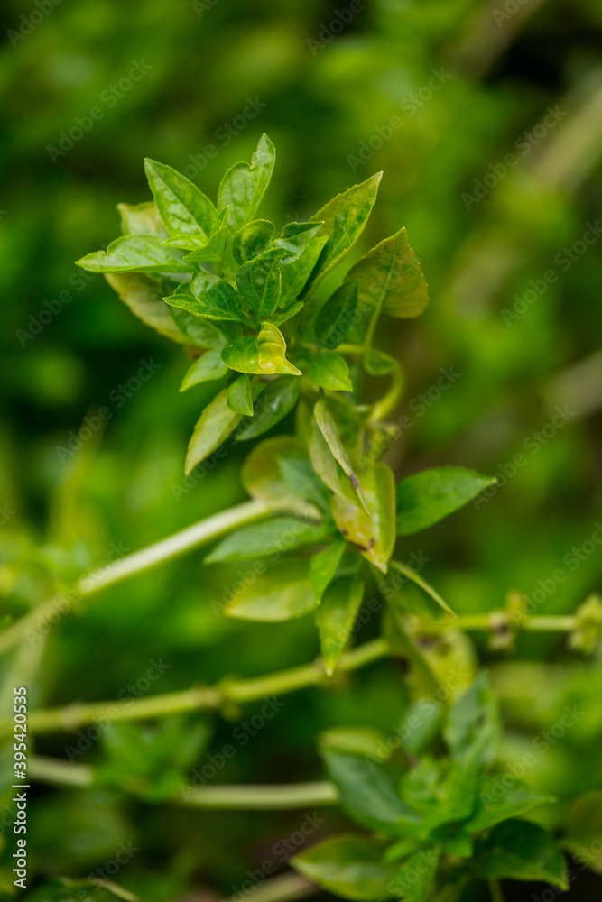 Albahaca Albahaca