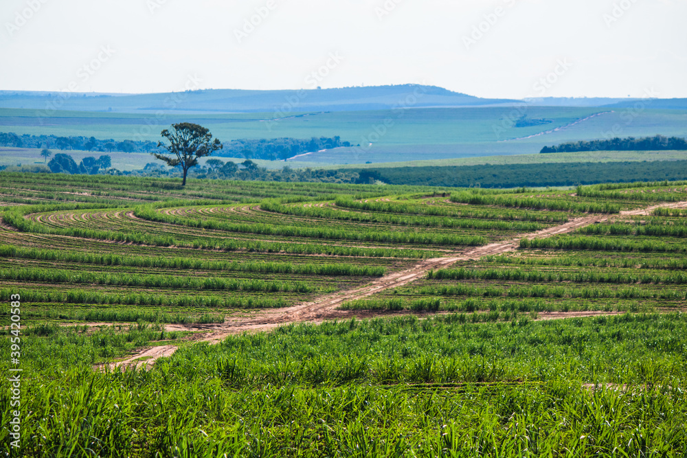Beautiful rural plantation of sugar cane. Farm field concept image