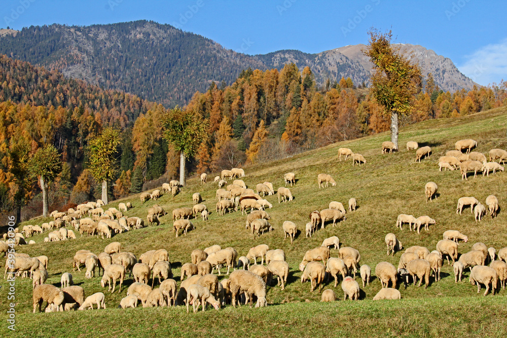 transumanza autunnale: pecore in val di Fiemme; Trentino