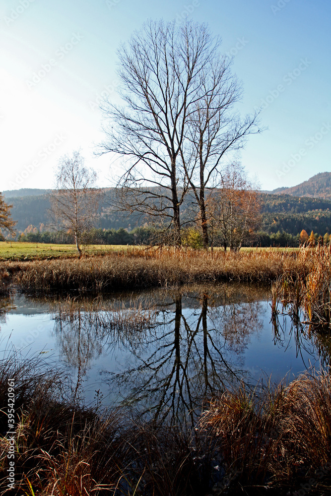 Fototapeta premium autunno in Val di Fiemme (Trentino); stagno con alberi
