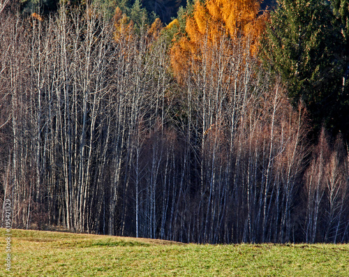 Tableau sur toile autunno in Val di fiemme (Trentino); fitta barriera di giovani frassini