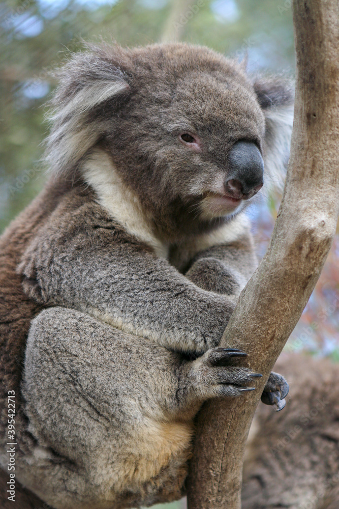 Obraz premium Koala