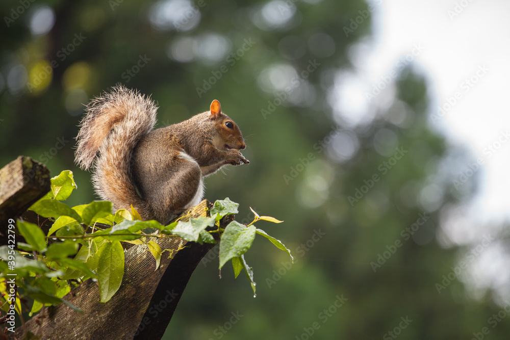 Squirrel watching from above Squirrel watching from above
