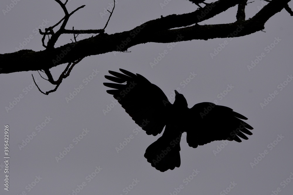 Fototapeta premium silhouette of a tree