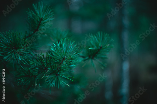 Fototapeta Naklejka Na Ścianę i Meble -  Pine branches in dark forest close-up. Soft focus, low key. Atmospheric dark natural background. Tidewater green color. copy space