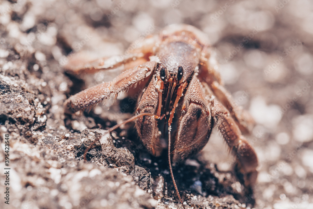close up of small hermit crabs walking on sand covered volcanic rock in a beach in Costa Rica close up of small hermit crabs walking on sand covered volcanic rock in a beach in Costa Rica