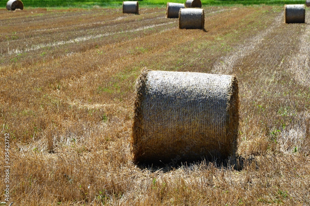 Haystack harvested in cereal field. Roll of hay bale in a field. Closeup Hay is prepared in a roll for storage in winter. Hay roll on a mowed field. Agricultural scene