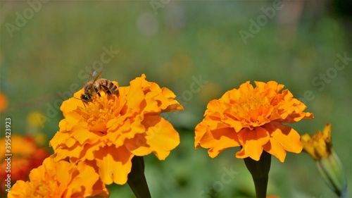 Close up of bee or honeybee (Apis Mellifera), european or western honey bee collecting pollen from beautiful Marigold flowers (Tagetes patula, the French marigold) on green background. 