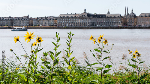 Cityscape of Bordeaux, a port city on the Garonne in the Gironde department in Southwestern France. Yellow flowers in the foreground. Garonne river with boat.
