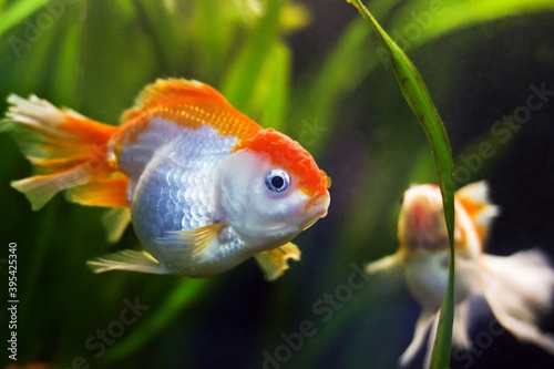 oranda goldfish, traditional Asian aqua trade breed of wild Carassius auratus carp, curious and funny ornamental fish with crown in low light nature planted design aquarium
