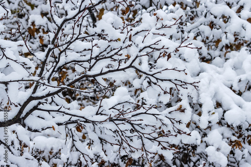 Snow on the branches of trees and bushes after a snowfall. Beautiful winter background with snow-covered trees. Plants in a winter forest park. Cold snowy weather. Cool texture of fresh snow. Closeup. © Andrei Stepanov