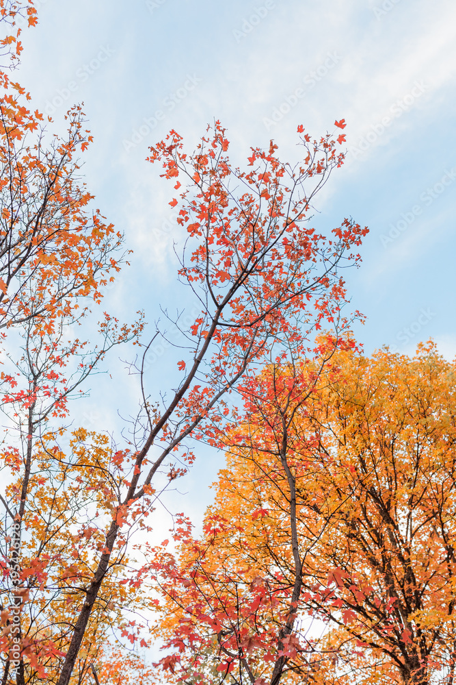 Autumn Trees, Fall Trees, Fall Leaves, Autumn Leaves, Red leaves, orange leaves, fall sky, autumn sky, fall in utah