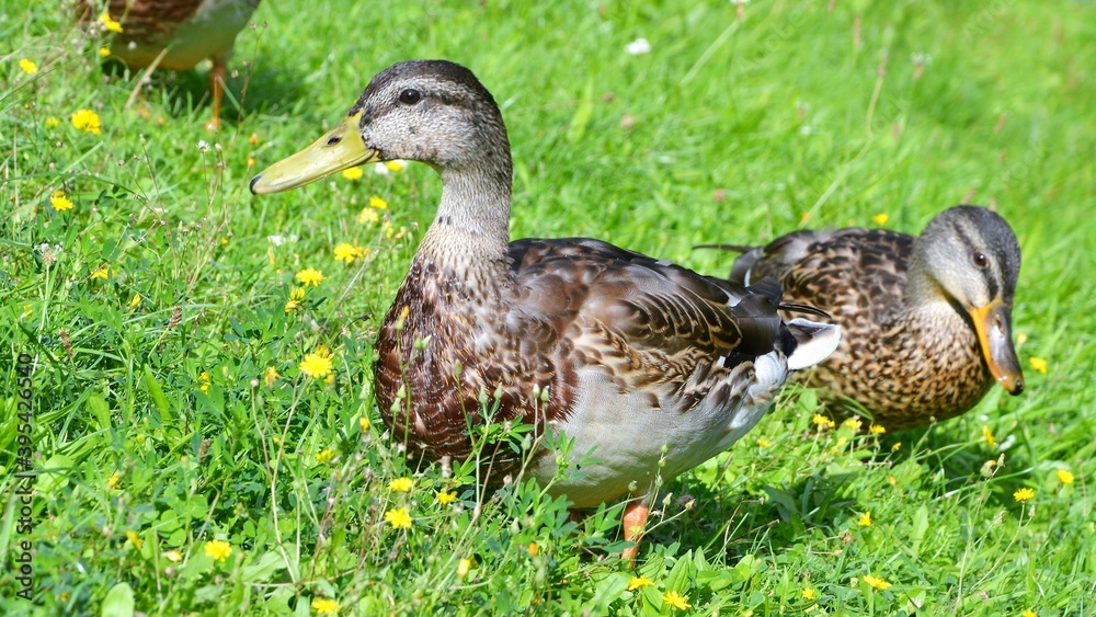 The mallard (Anas platyrhynchos) dabbling duck. Closeup of the female mallard on the grass The mallard (Anas platyrhynchos) dabbling duck. Closeup of the female mallard on the grass