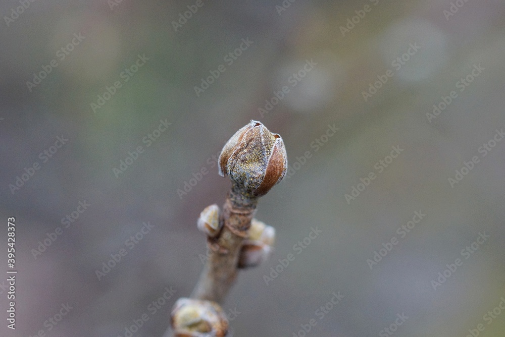 one small bud on a thin brown branch of a plant one small bud on a thin brown branch of a plant