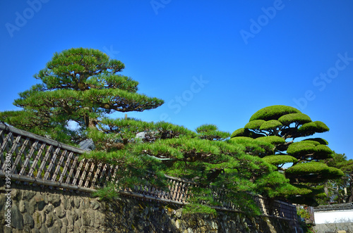 三重県伊勢市で見つけた庭木