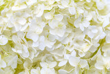 white hydrangea flowers as floral background