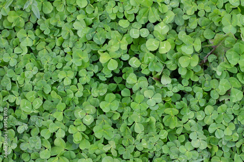 small green clover for patricks day as background. Green texture