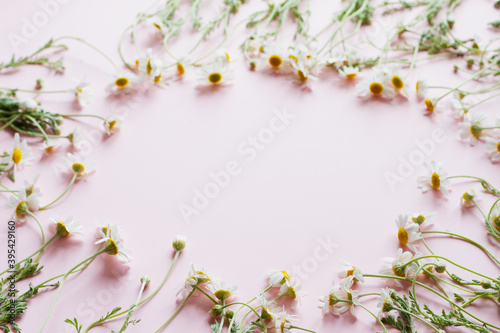 small white daisies with yellow stamens and green leaves lie on a pastel pink background with an empty spot in the center. Wild wildflowers as a template. Top view  flat flay