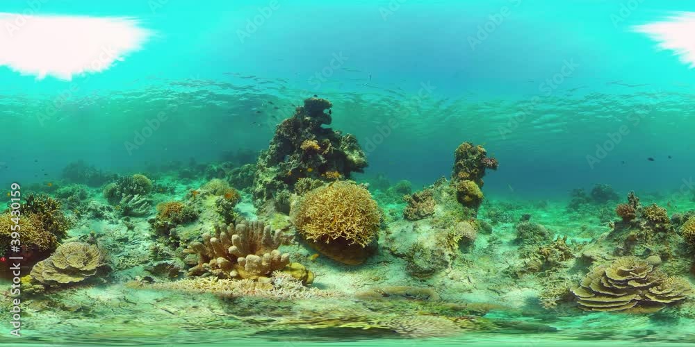 Tropical fishes and coral reef underwater. Hard and soft corals, underwater landscape. Philippines. Virtual Reality 360.