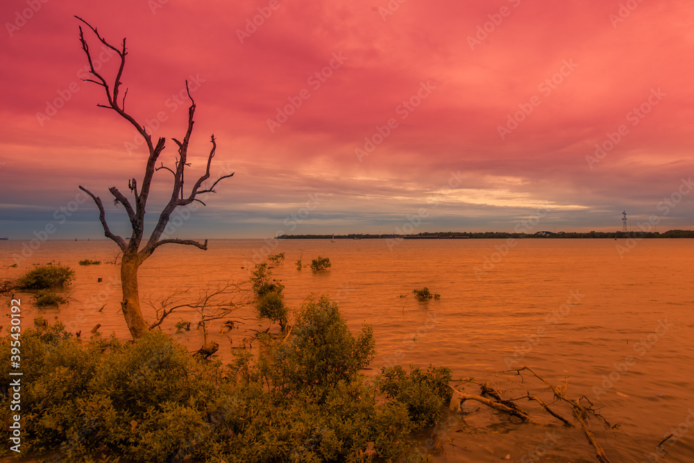The abstract blurry background of the twilight light of the mangrove forest, with trees and cool natural breezes flowing.
