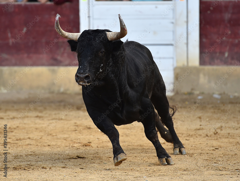 fighting bull with big horns on the spanish bullring during a spectacle of bullfight fighting bull with big horns on the spanish bullring during a spectacle of bullfight
