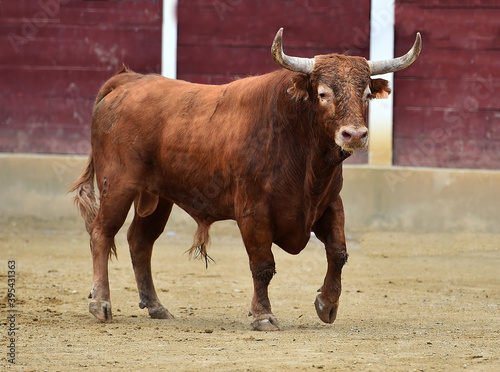 fighting bull with big horns