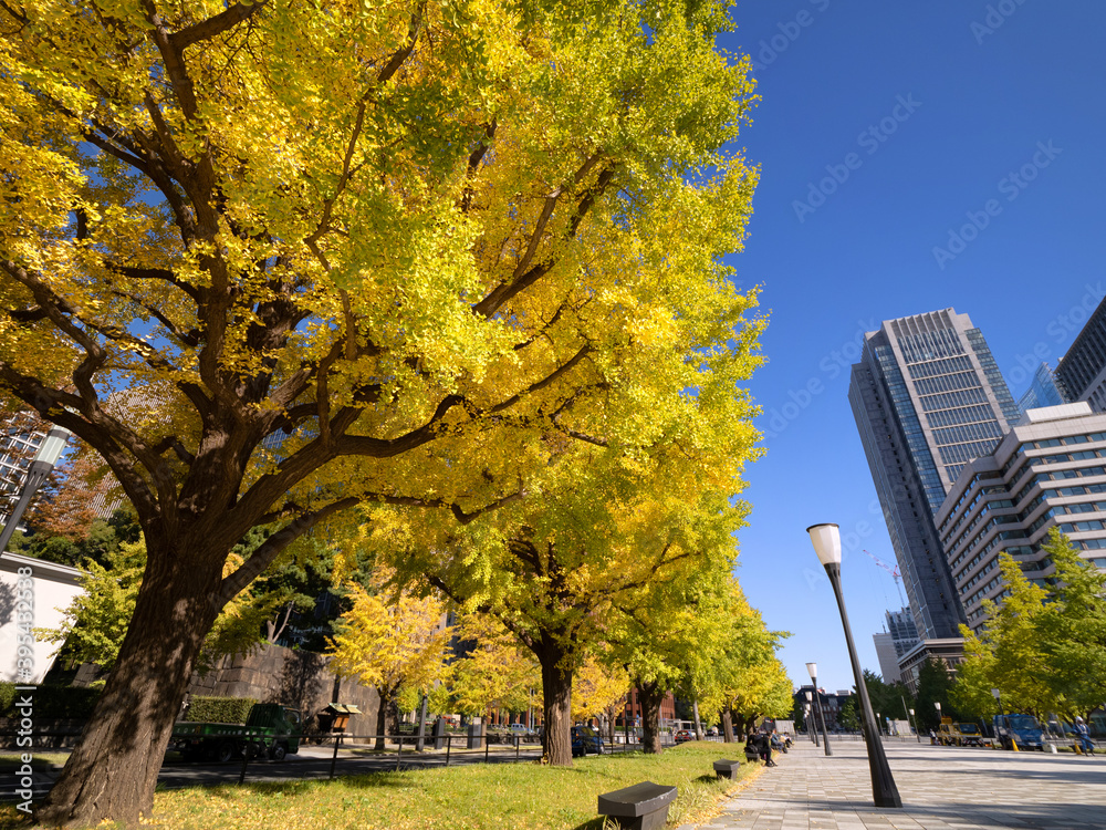 Naklejka premium 東京都 丸の内オフィスビル街とイチョウ並木 